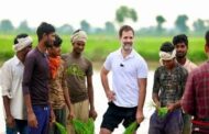 कीचड़ में उतरकर धान की रोपाई ,किसानों के साथ ट्रेक्टर चलाकर खेत भी जोता , 2024 की तैयारियों के साथ राहुल गांधी की आम लोगों के बढ़ती लोकप्रियता।
