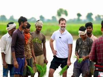 कीचड़ में उतरकर धान की रोपाई ,किसानों के साथ ट्रेक्टर चलाकर खेत भी जोता , 2024 की तैयारियों के साथ राहुल गांधी की आम लोगों के बढ़ती लोकप्रियता।