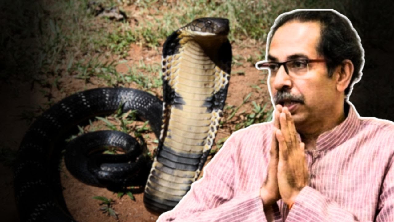 उद्धव ठाकरे के घर मातोश्री में निकला जहरीला कोबरा सांप ,लंबे समय तक चले ऑपरेशन के बाद पकड़ में आया कोबरा ,ठाकरे परिवार ने ली राहत की सांस।