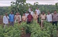 Dhule Police Major Crackdown:धुले में गांजे की अवैध खेती पर पुलिस की बड़ी कार्रवाई, 24 लाख का माल जब्त