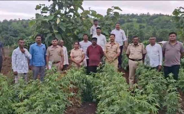 Dhule Police Major Crackdown:धुले में गांजे की अवैध खेती पर पुलिस की बड़ी कार्रवाई, 24 लाख का माल जब्त