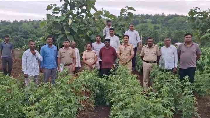 Dhule Police Major Crackdown:धुले में गांजे की अवैध खेती पर पुलिस की बड़ी कार्रवाई, 24 लाख का माल जब्त