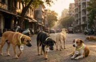 Mumbai Stray Dogs QR Collars - मुंबई में लावारिस कुत्तों को मिलेंगे क्यूआर कोड वाले खास पट्टे, बीएमसी ने शुरू किया डिजिटल ट्रैकिंग सिस्टम