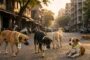 Mumbai Stray Dogs QR Collars - मुंबई में लावारिस कुत्तों को मिलेंगे क्यूआर कोड वाले खास पट्टे, बीएमसी ने शुरू किया डिजिटल ट्रैकिंग सिस्टम